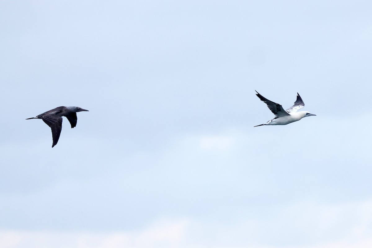 havsule - ML644362231