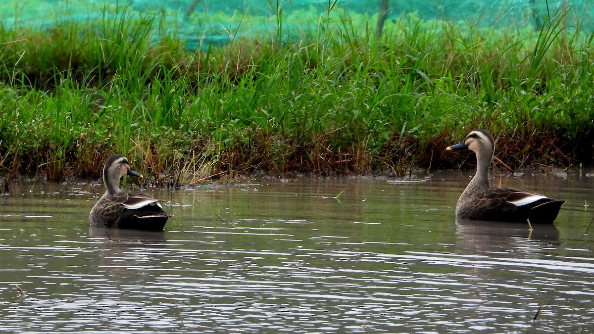 花嘴鴨 - ML644362235