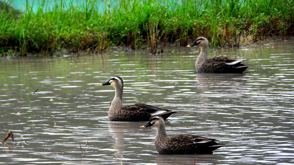 花嘴鴨 - ML644362236