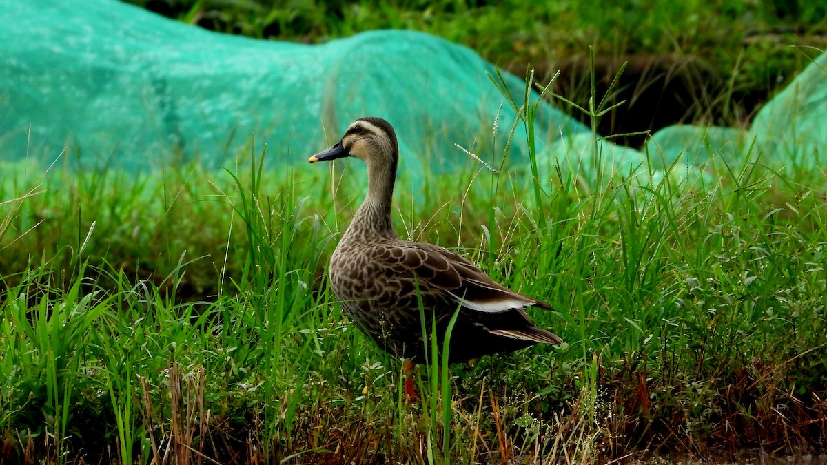 花嘴鴨 - ML644362239