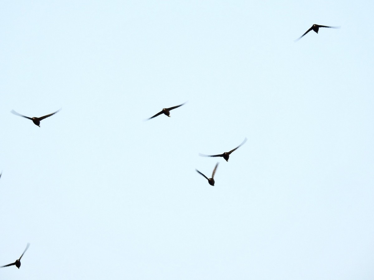 Brown-backed Needletail - Rounnakorn Thientongtaworn