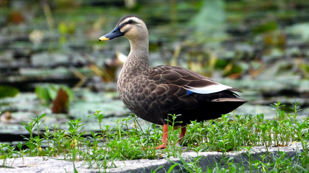 花嘴鴨 - ML644362243