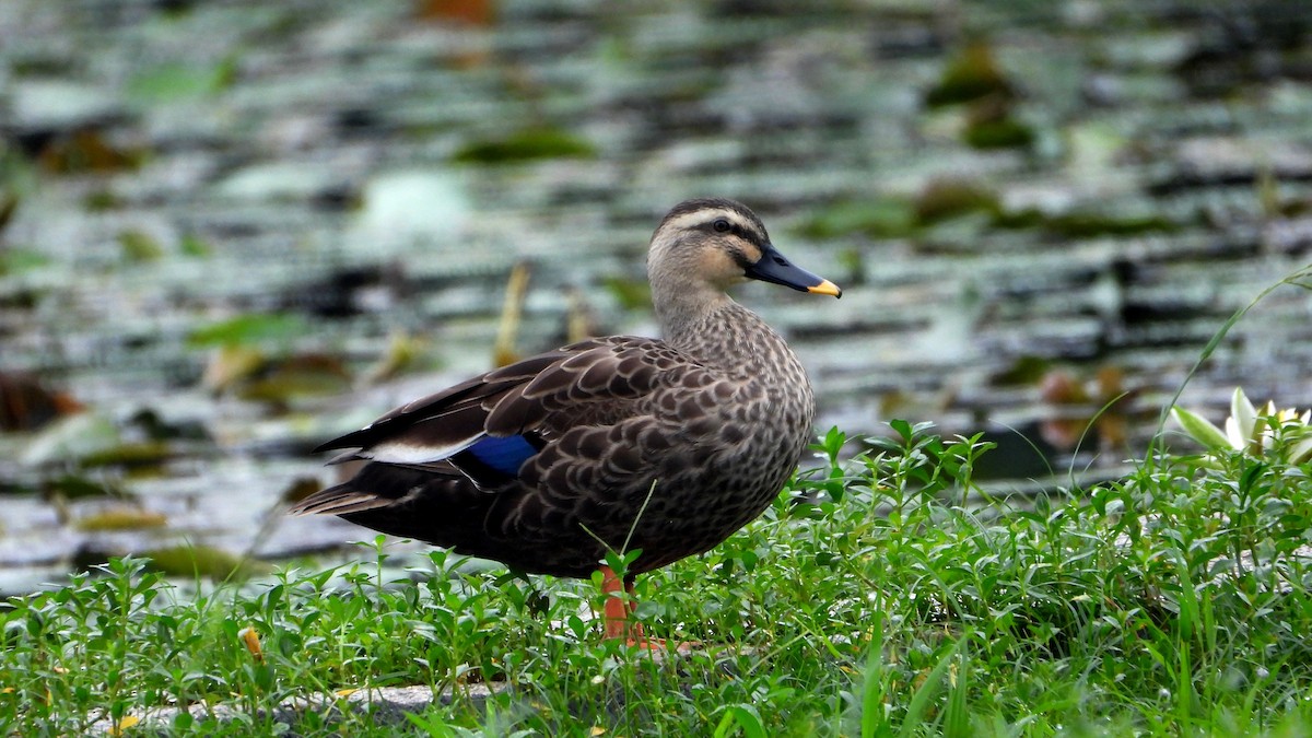 花嘴鴨 - ML644362244