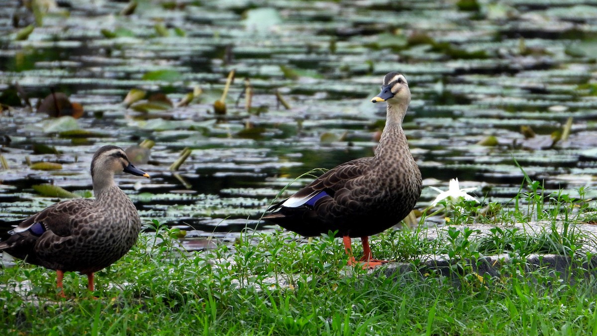 花嘴鴨 - ML644362246