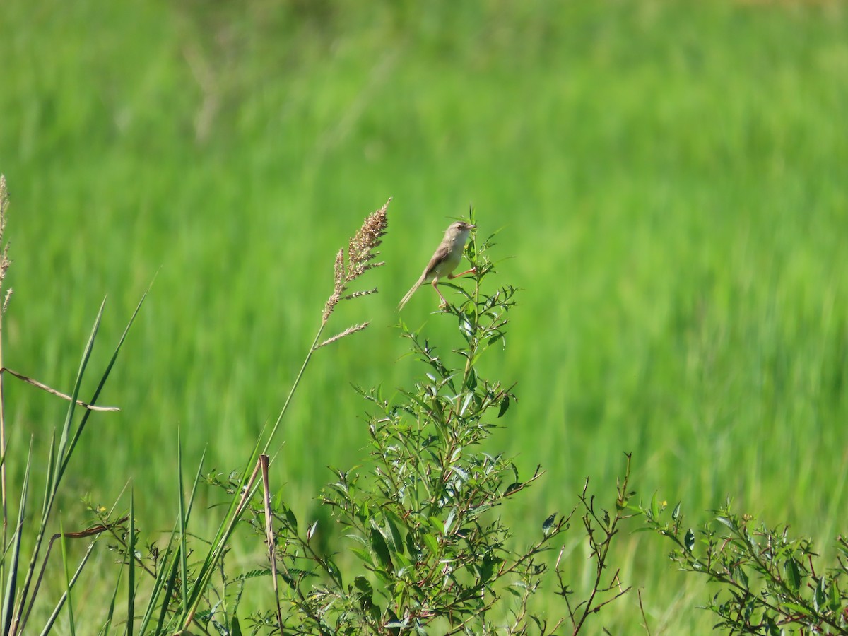 Prinia Sencilla - ML644362250