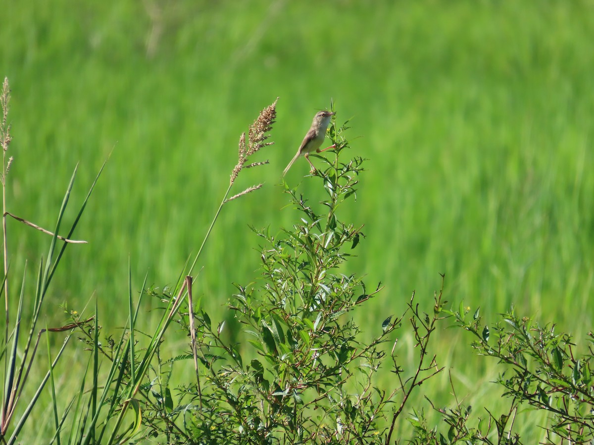 Prinia Sencilla - ML644362251