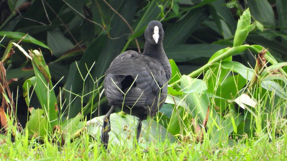 Eurasian Coot - ML644362262