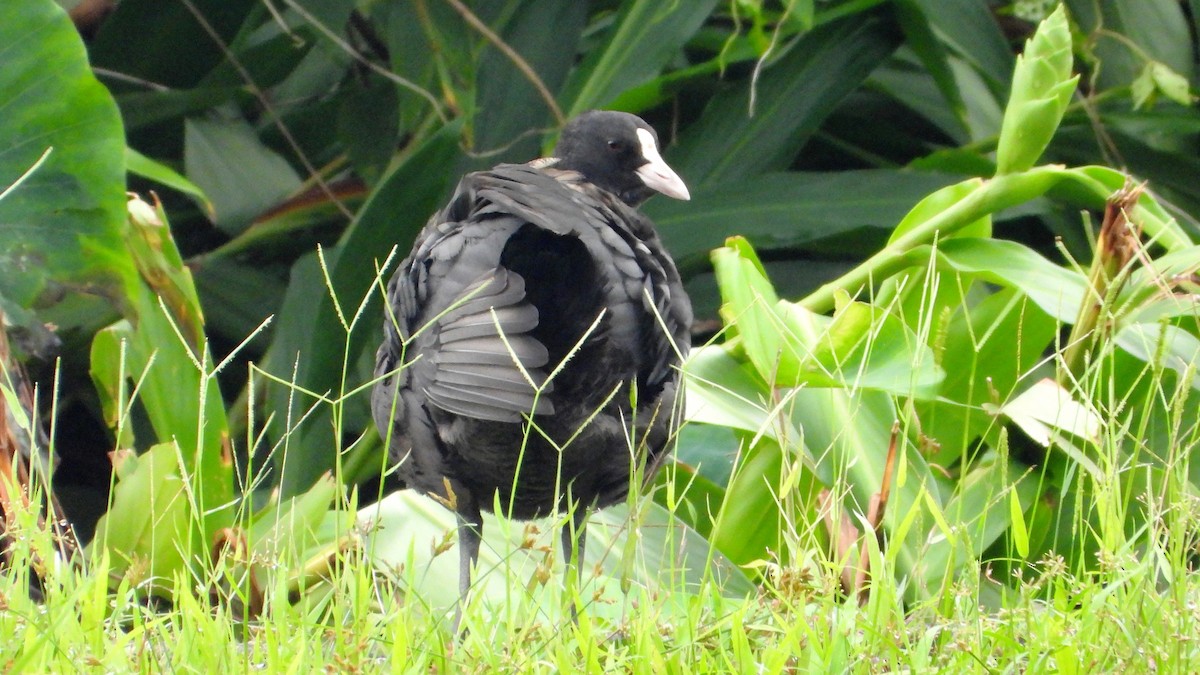 Eurasian Coot - ML644362263