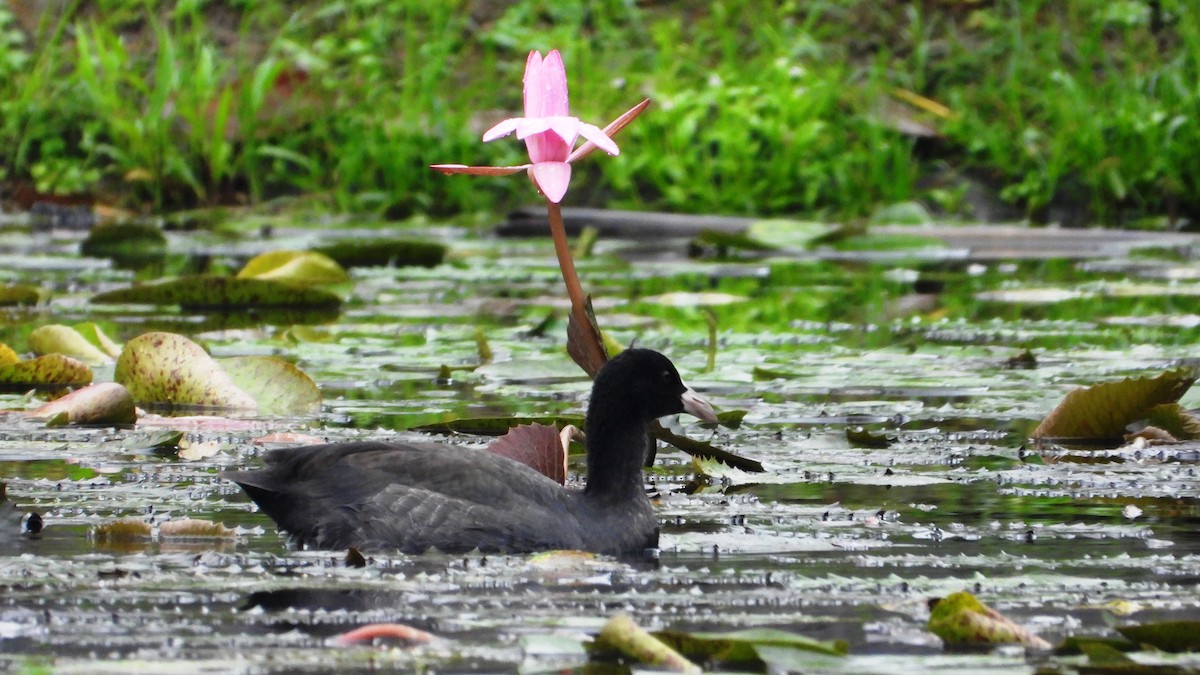 Eurasian Coot - ML644362264