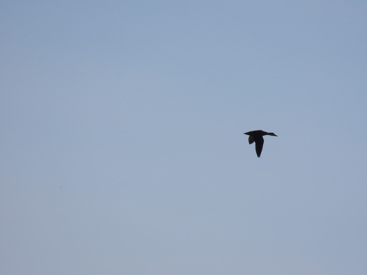 花嘴鴨 - ML644362274