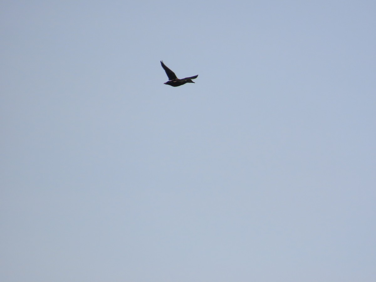 花嘴鴨 - ML644362275