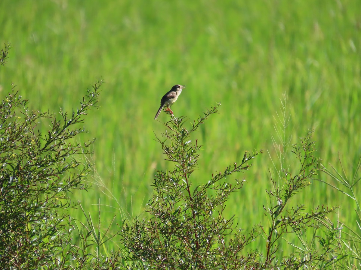 Prinia Sencilla - ML644362284