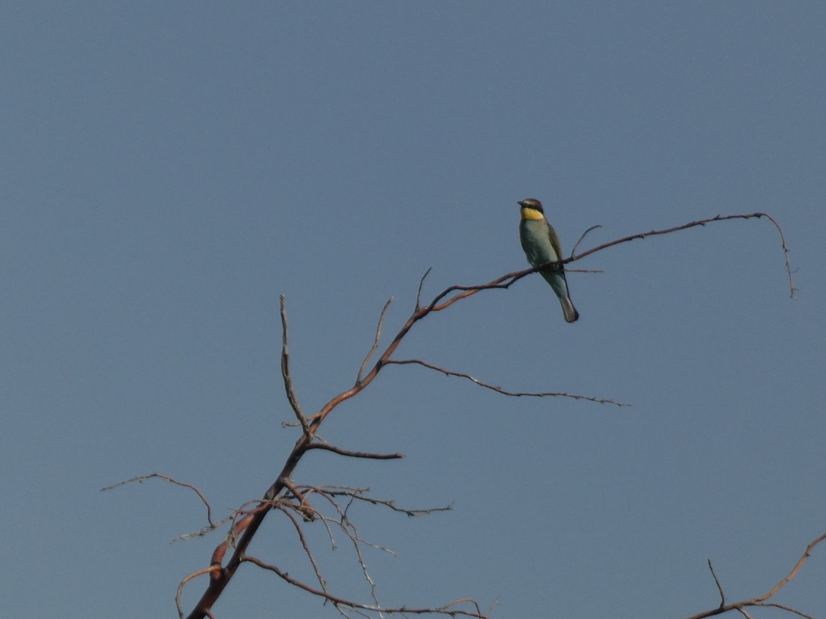 Золотистая щурка - ML644362285