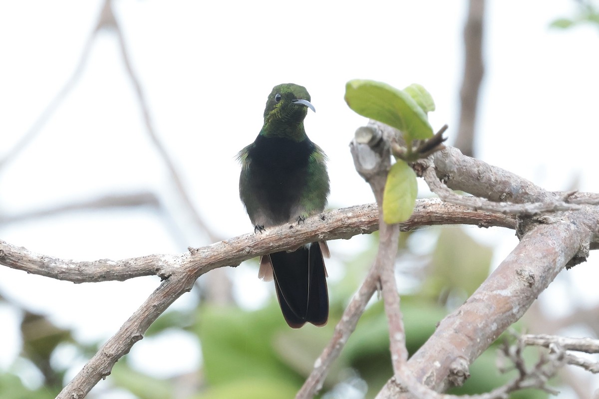 Puerto Rican Mango - ML644362287