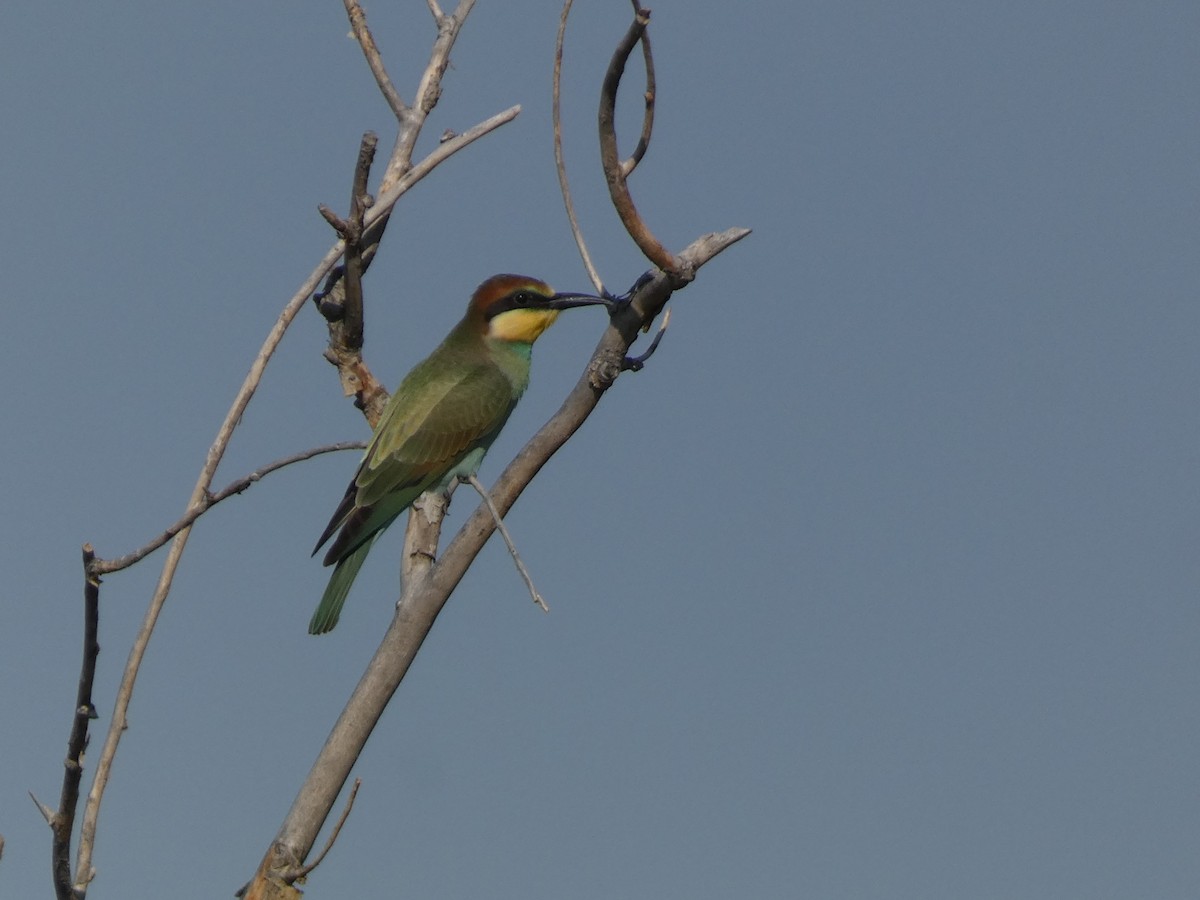 Золотистая щурка - ML644362293