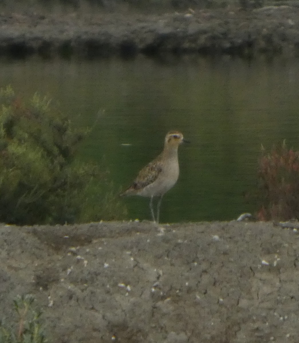 太平洋金斑鴴 - ML644362297