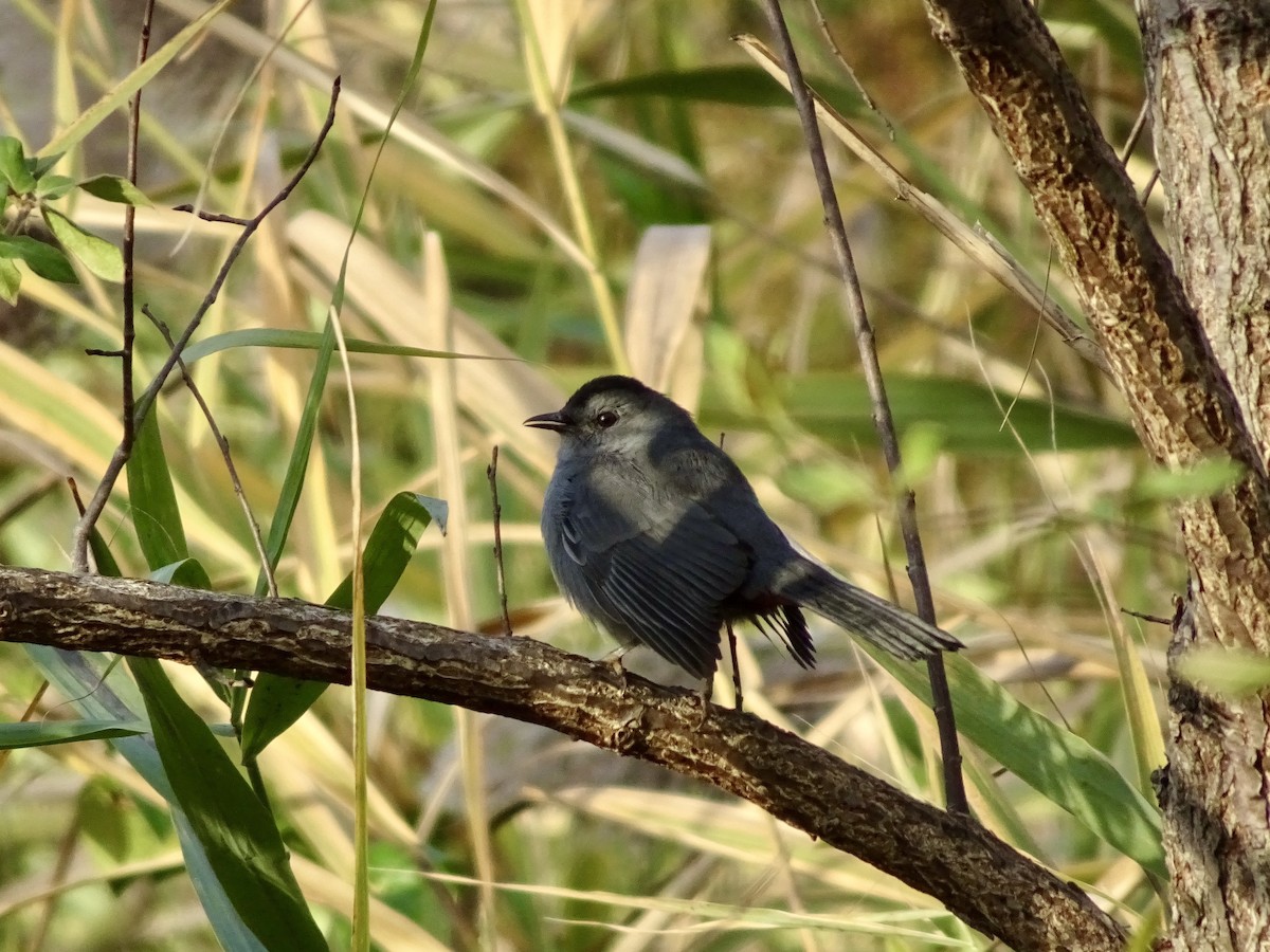 drozdec černohlavý - ML644362299