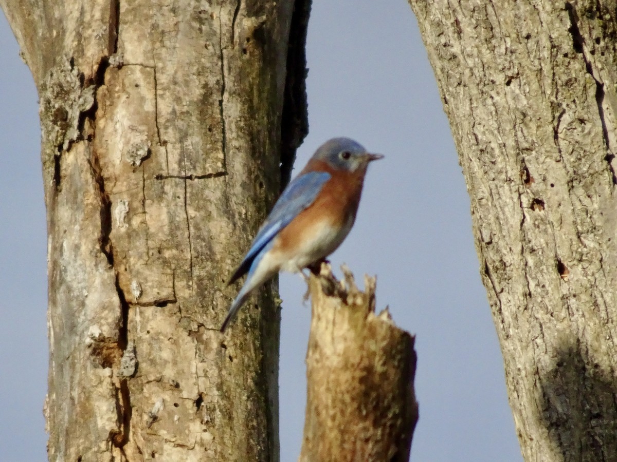 salašník modrý - ML644362304