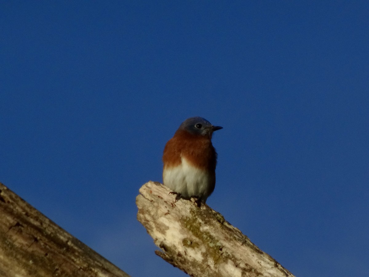 salašník modrý - ML644362305