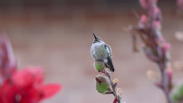 Colibri de Costa - ML644362319