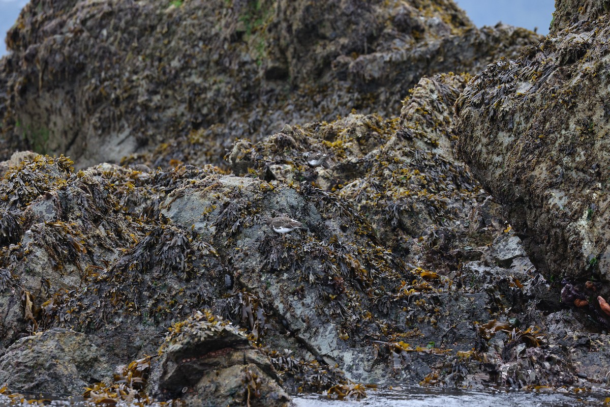 kamenáček černohlavý - ML644362322