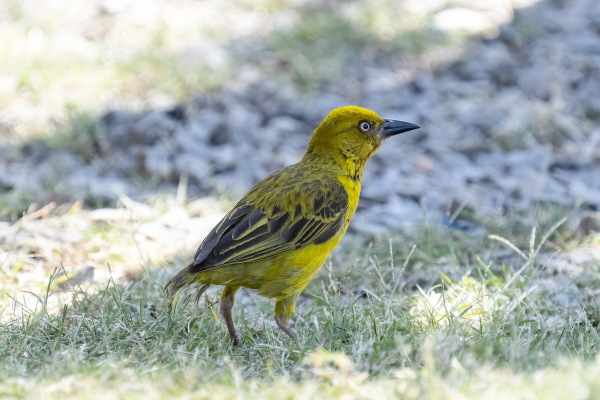Cape Weaver - ML644362329