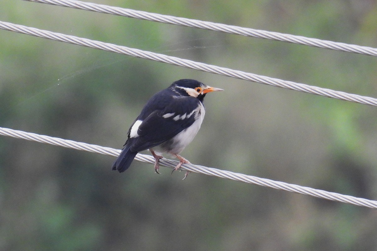 Indian Pied Starling - ML644362333