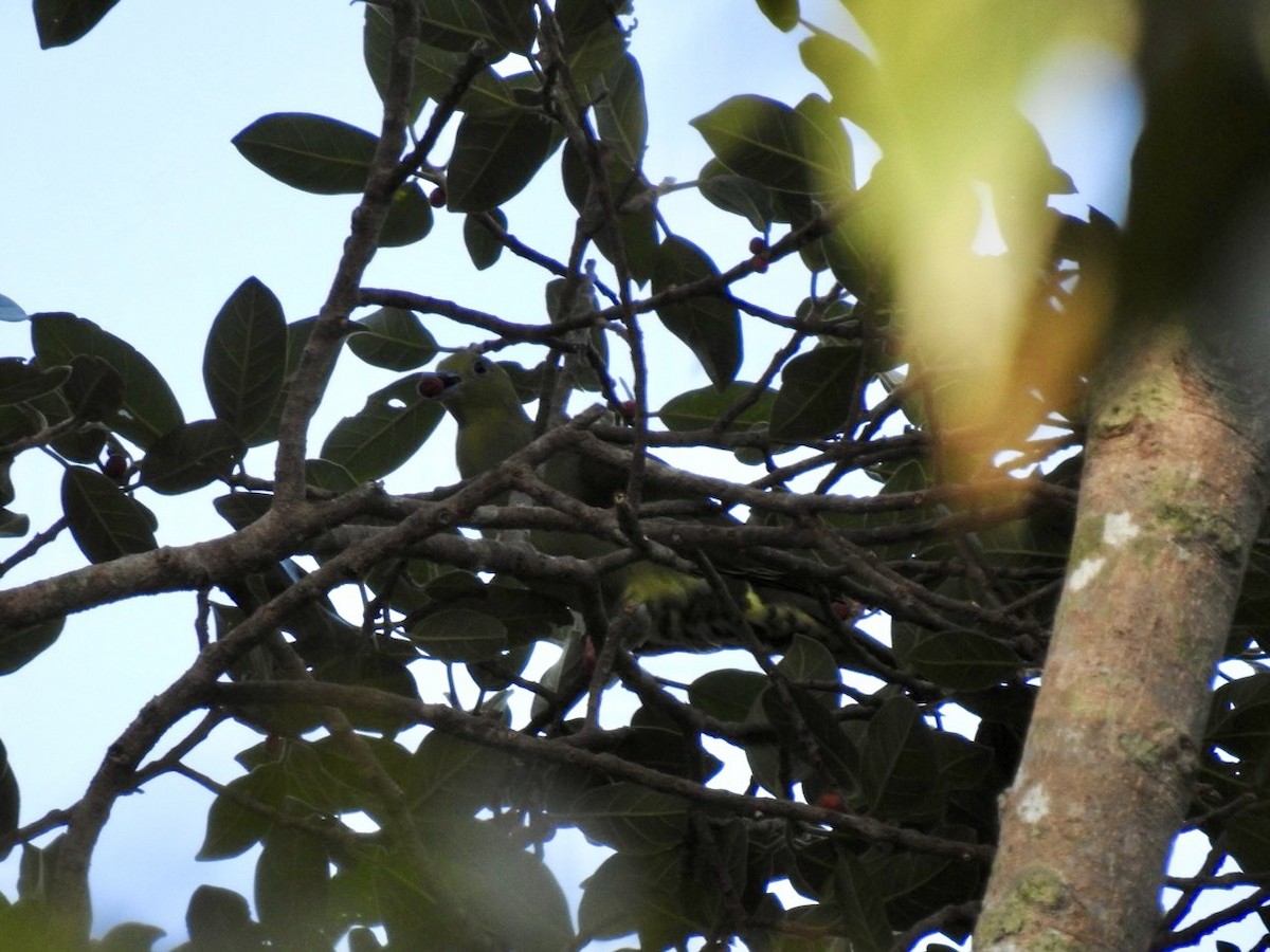 Wedge-tailed Green-Pigeon - ML644362339