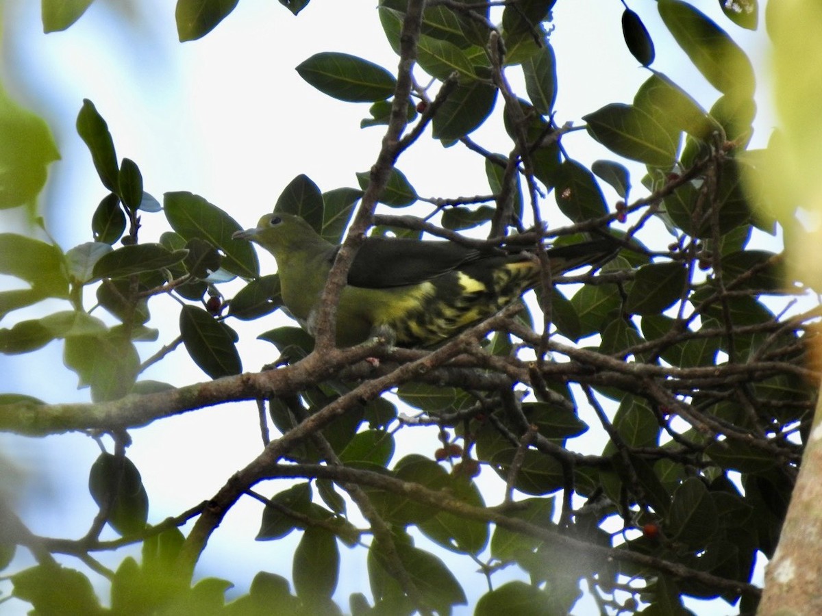 Wedge-tailed Green-Pigeon - ML644362340