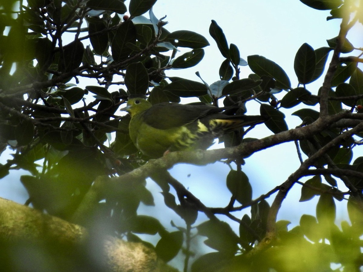 Wedge-tailed Green-Pigeon - ML644362341
