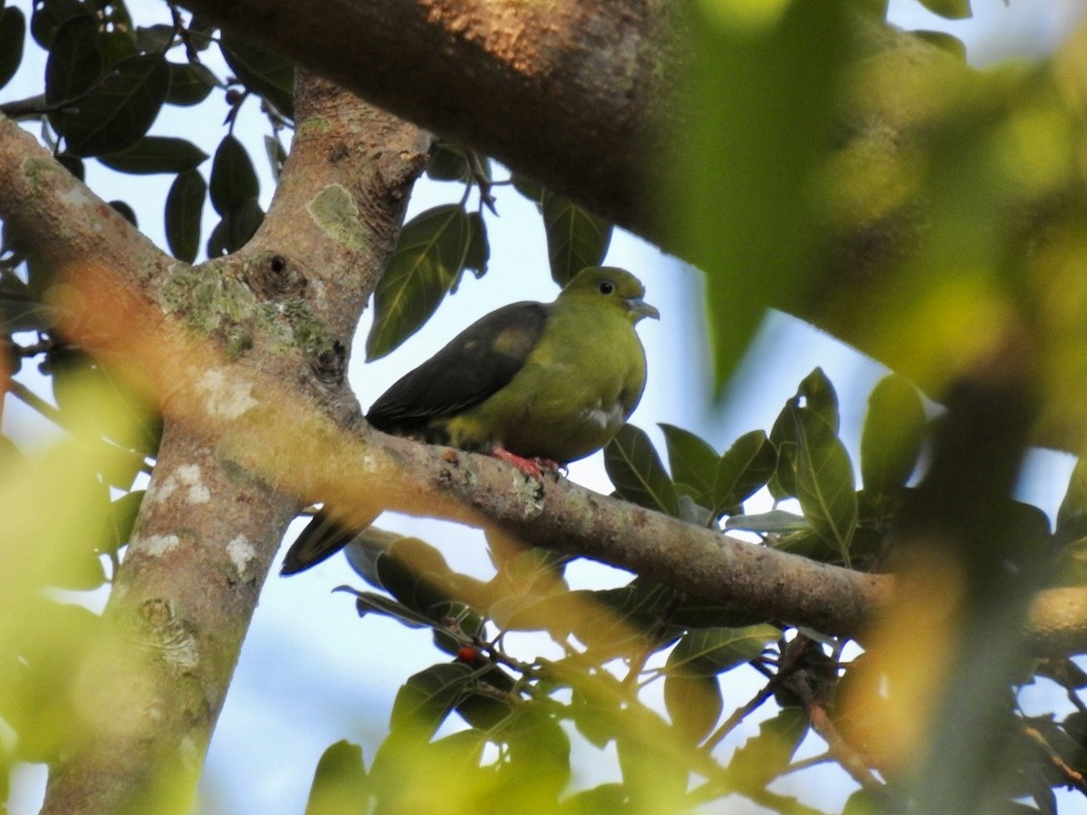 Wedge-tailed Green-Pigeon - ML644362342