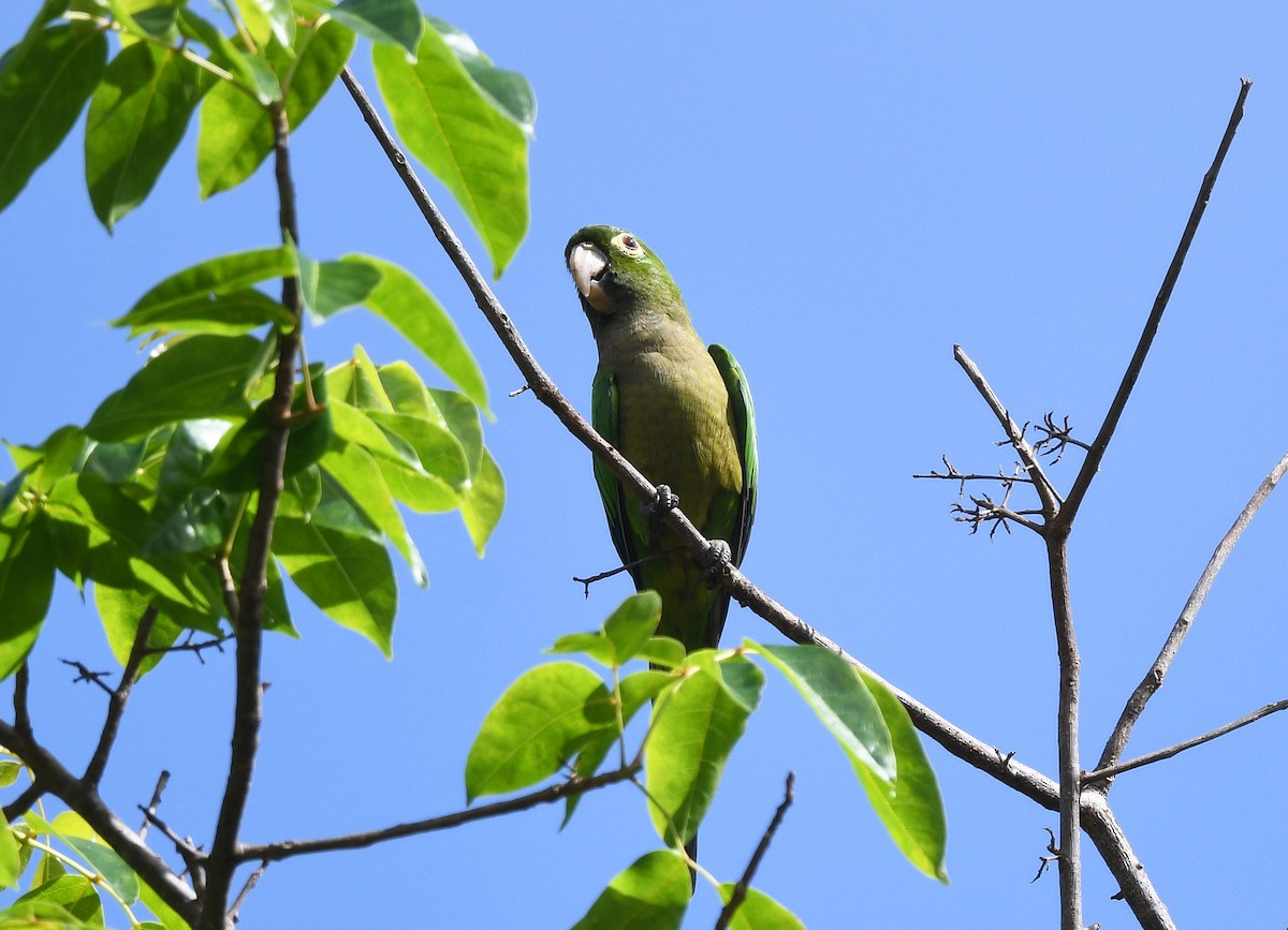 mayaparakitt - ML644362343