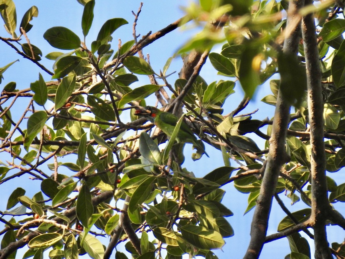 blåøreskjeggfugl - ML644362346