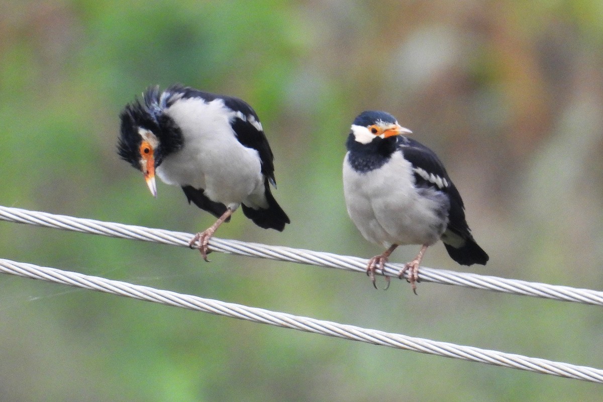 Indian Pied Starling - ML644362347