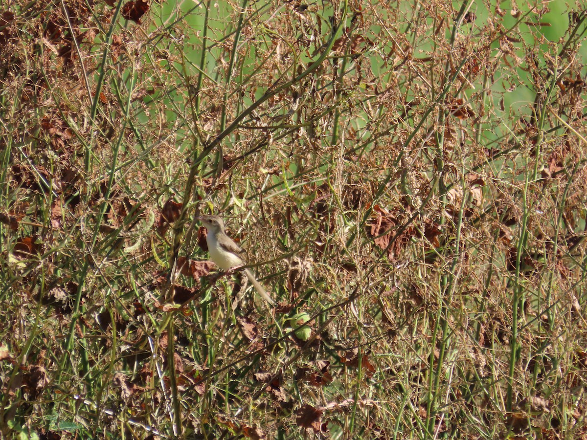 Prinia Sencilla - ML644362348