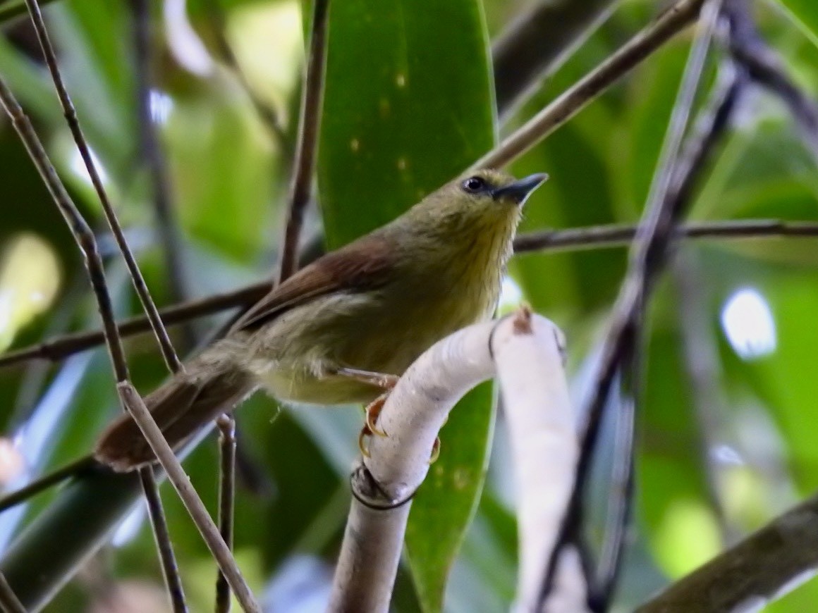 Timalie à gorge striée - ML644362349