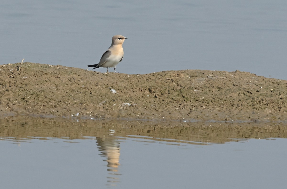 Small Pratincole - ML644362352