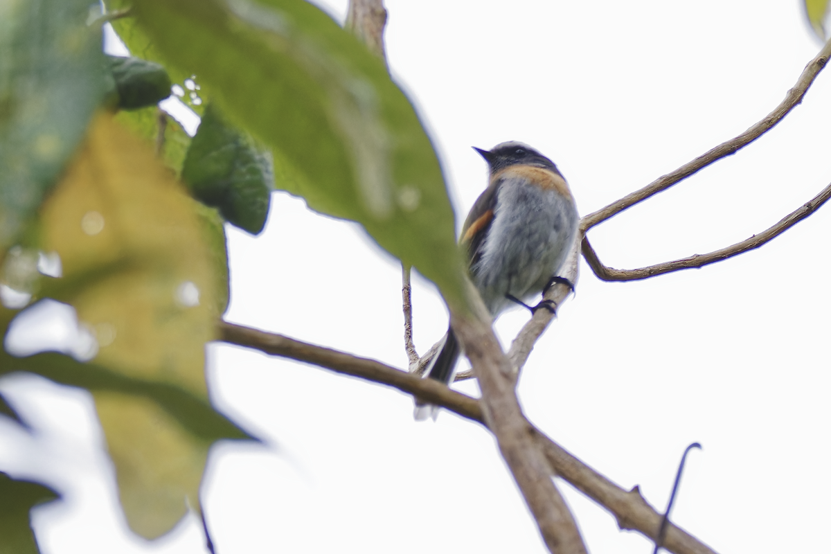 Rufous-breasted Chat-Tyrant - ML644362361
