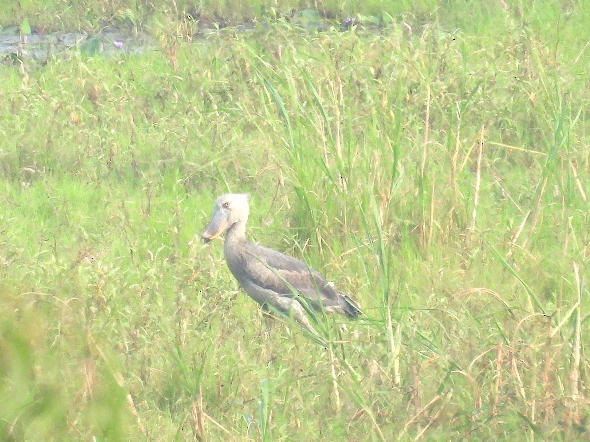 Schuhschnabel - ML644362363