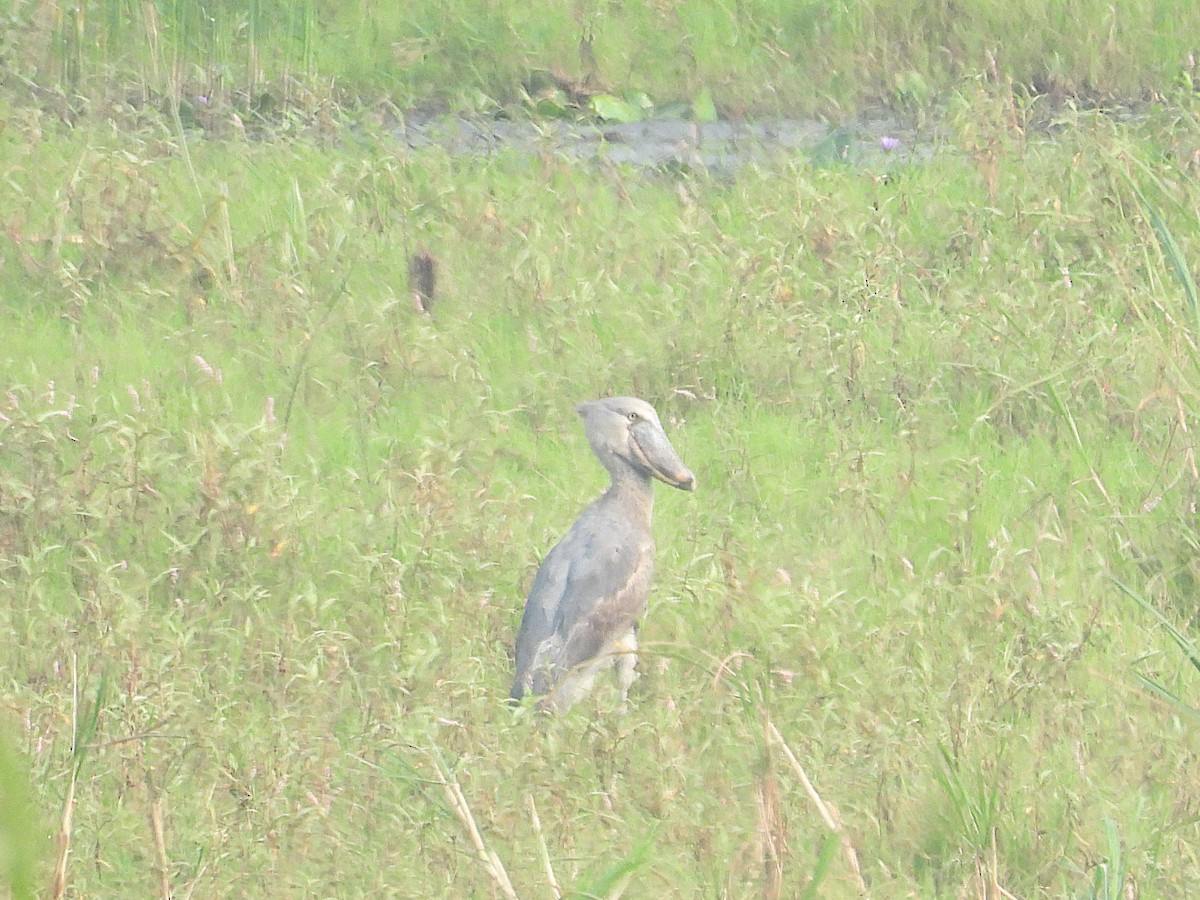 Schuhschnabel - ML644362364