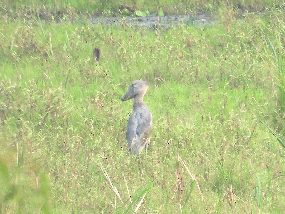 Schuhschnabel - ML644362365