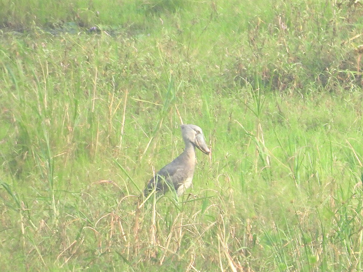 Schuhschnabel - ML644362366