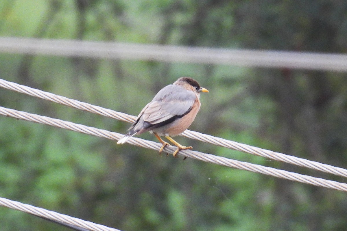 Brahminy Starling - ML644362367