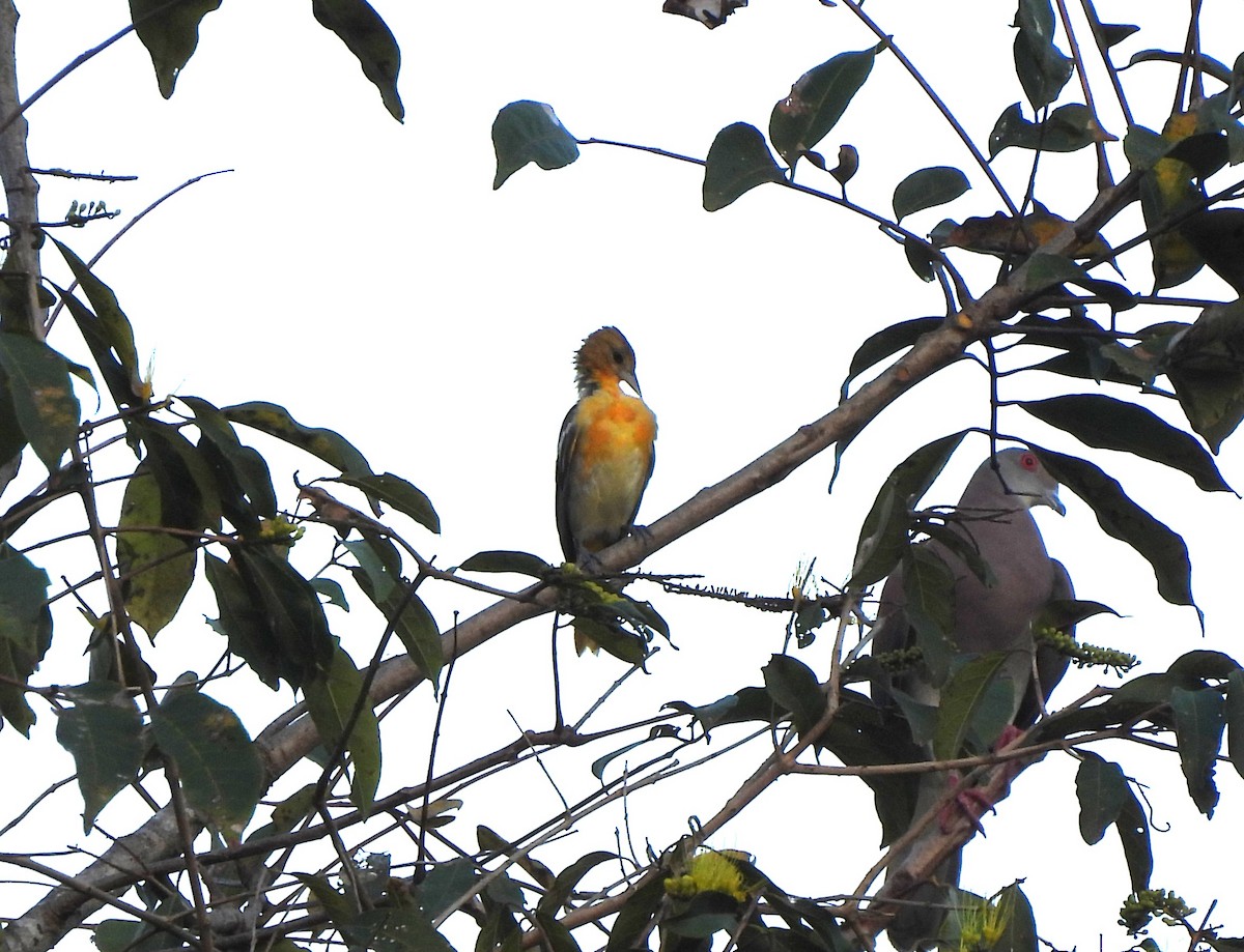 Baltimore Oriole - ML644362369