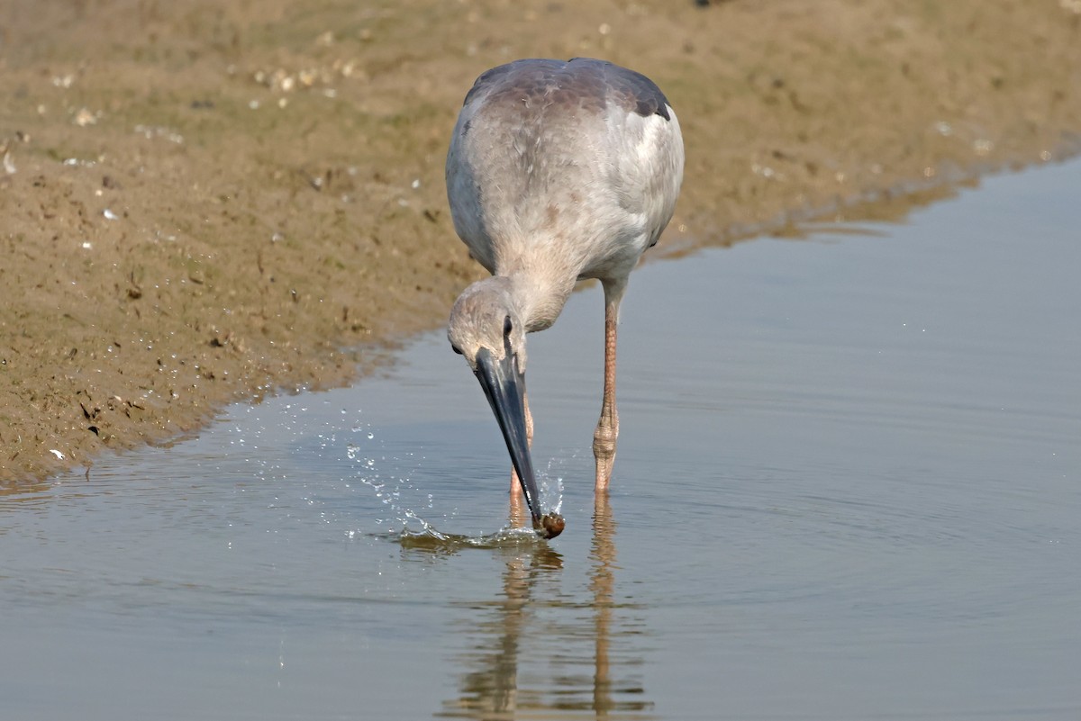 Bec-ouvert indien - ML644362370