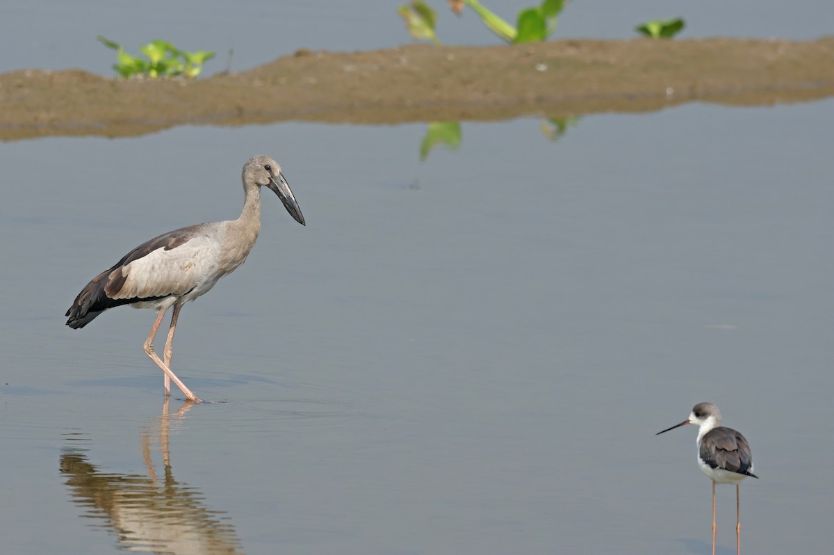 Bec-ouvert indien - ML644362371