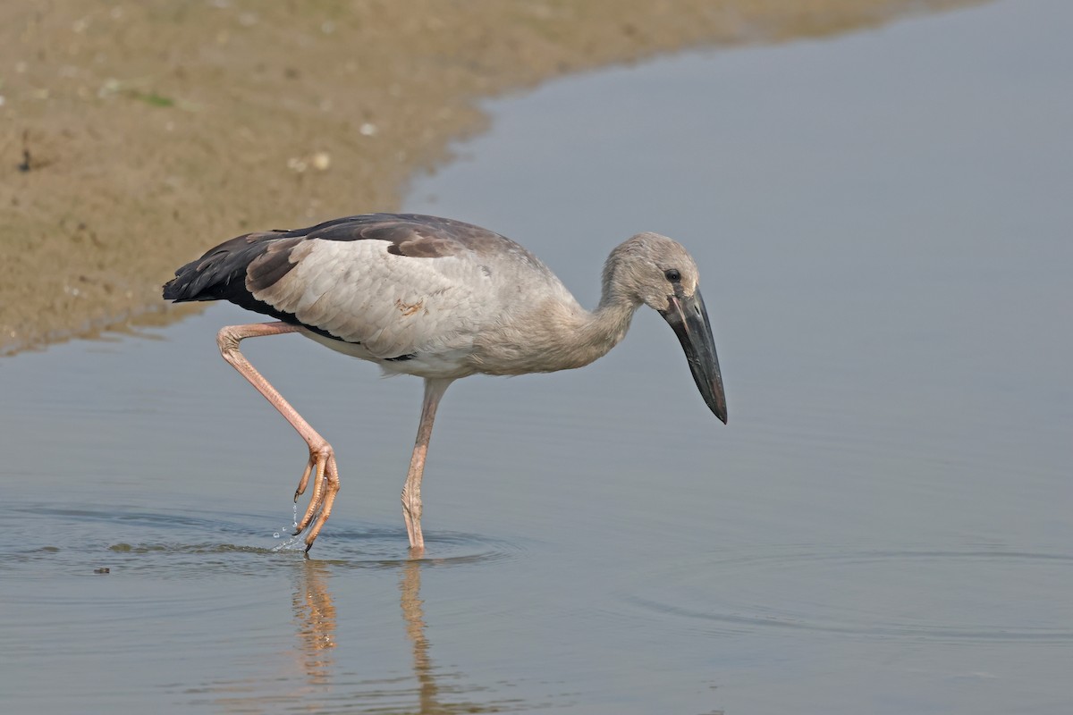 Bec-ouvert indien - ML644362372