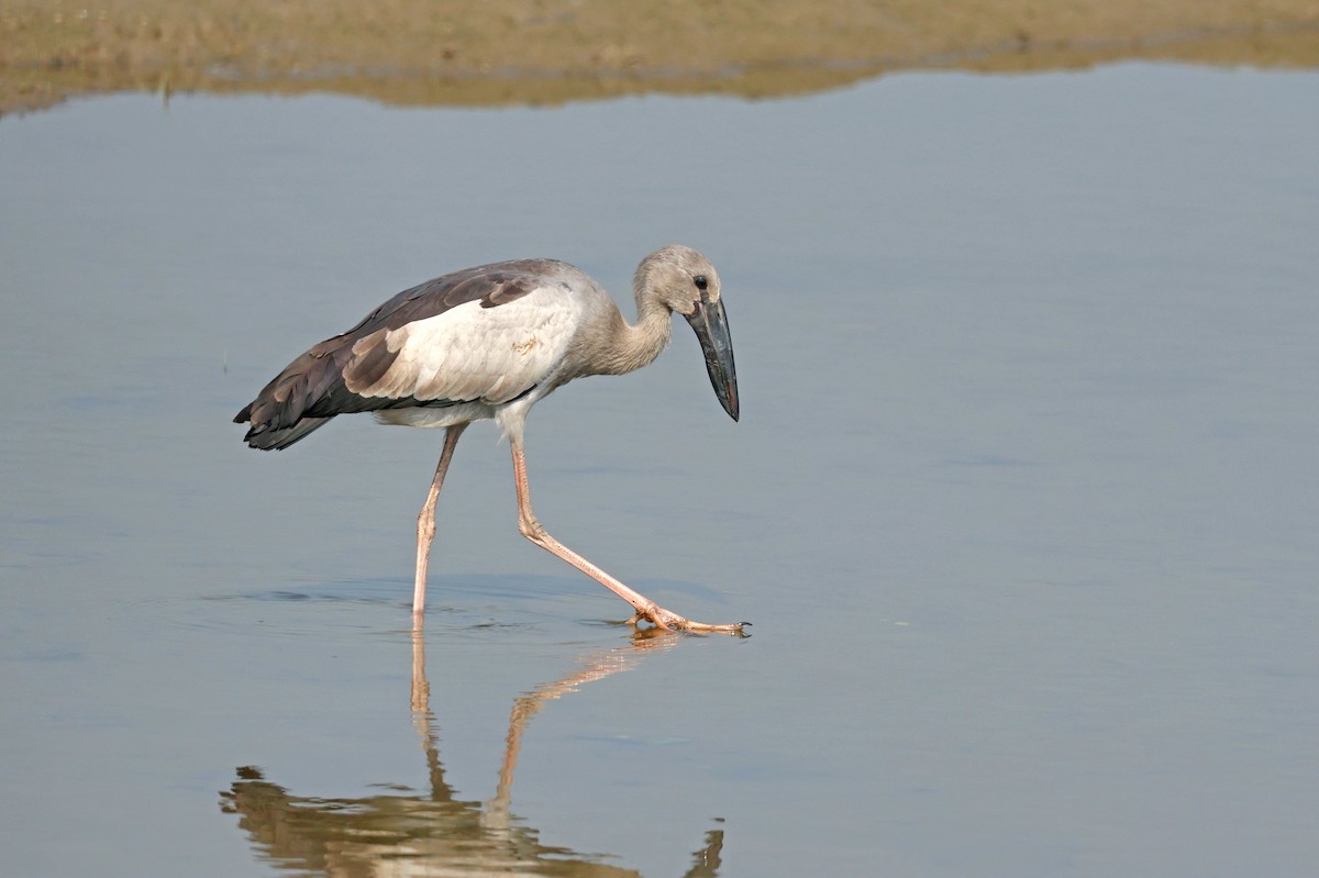 Bec-ouvert indien - ML644362373