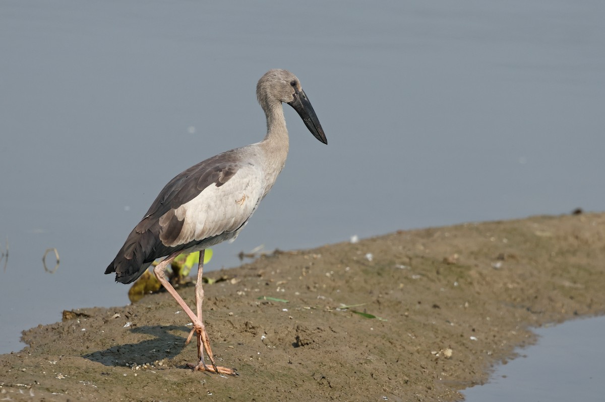 Bec-ouvert indien - ML644362374