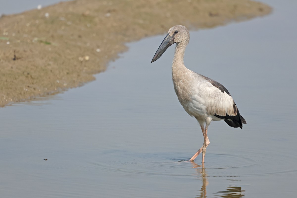 Bec-ouvert indien - ML644362375